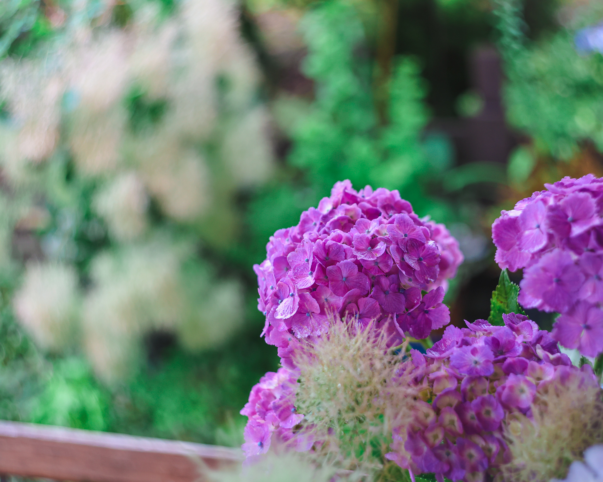 紫陽花